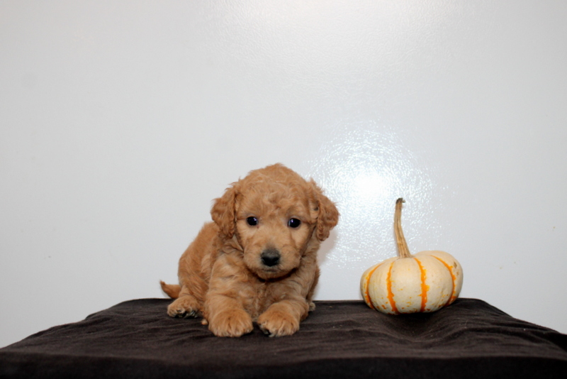 puppy, for, sale, Mini Golden Doodle F2, Matthew B. Stoltzfus, dog, breeder, Gap, PA, dog-breeder, puppy-for-sale, forsale, nearby, find, puppyfind, locator, puppylocator, aca